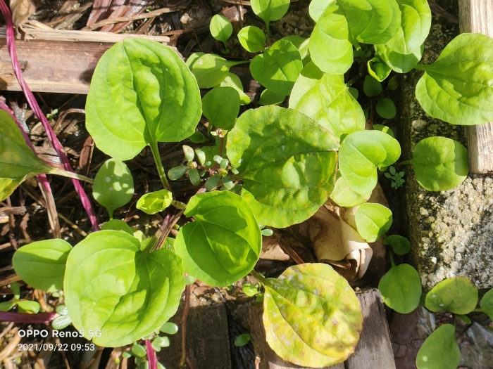 Plantago asiatica image