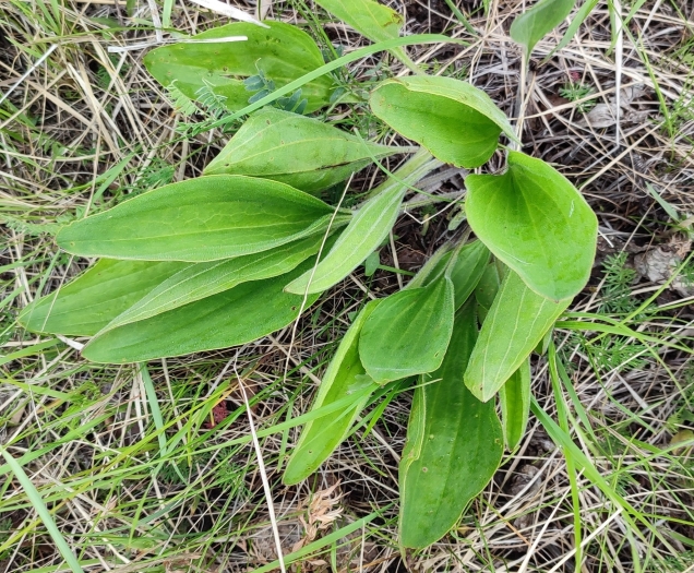 Plantago cornuti image