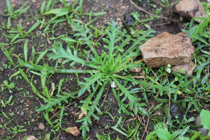 Plantago coronopus image