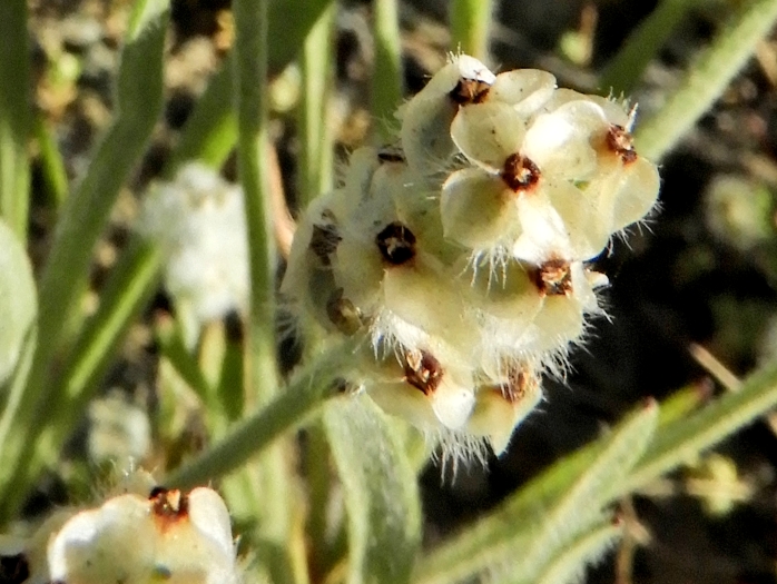 Plantago erecta image