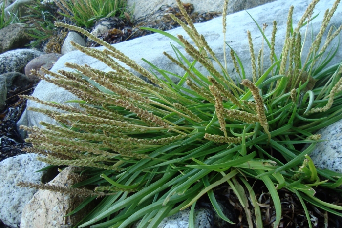 Plantago maritima image