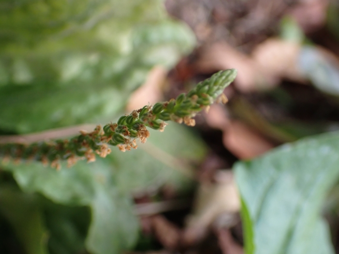 Plantago rugelii image