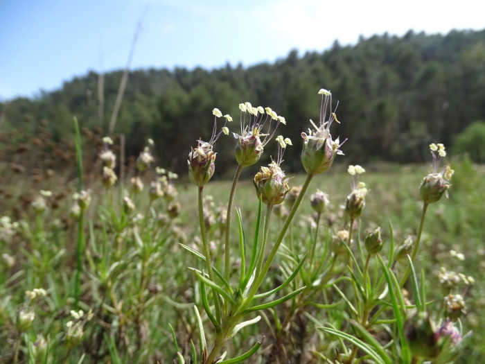 Plantago sempervirens image