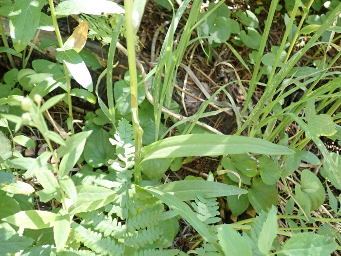 Platanthera dilatata image