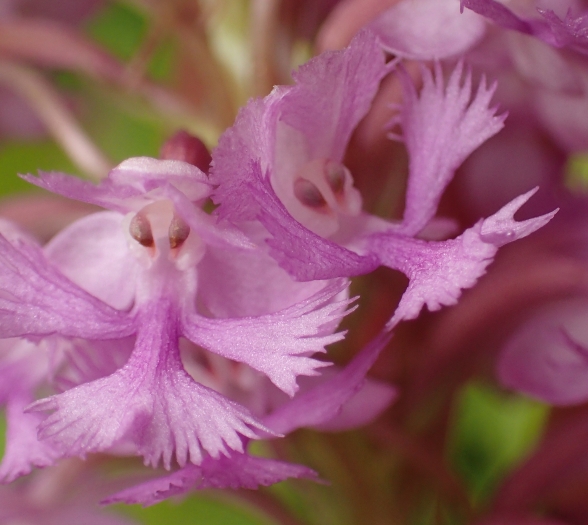 Platanthera psycodes image