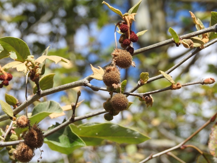 Platanus mexicana image