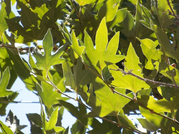 Platanus racemosa image