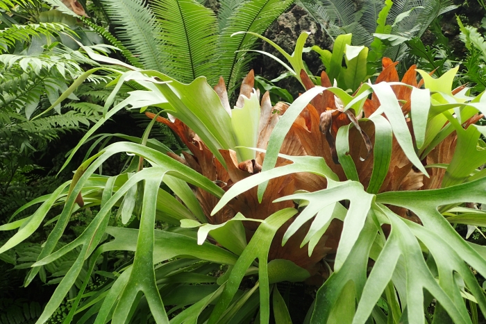 Platycerium bifurcatum image