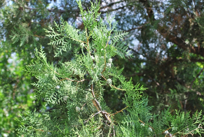 Platycladus orientalis image