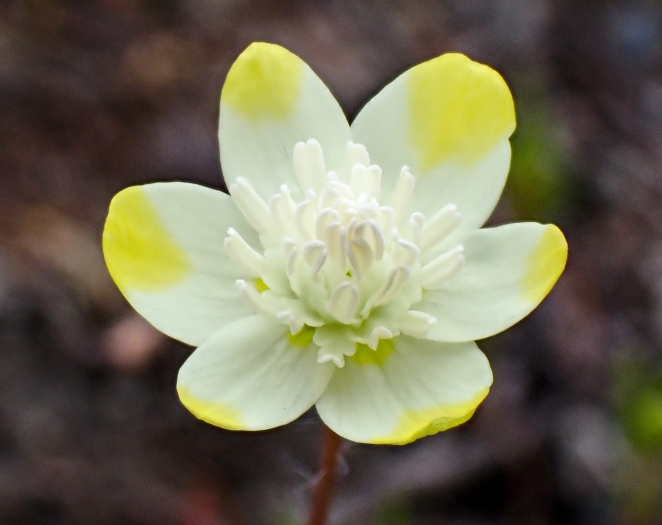 Platystemon californicus image