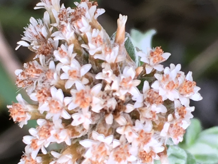 Plecostachys serpyllifolia image
