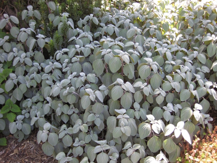 Plectranthus argentatus image