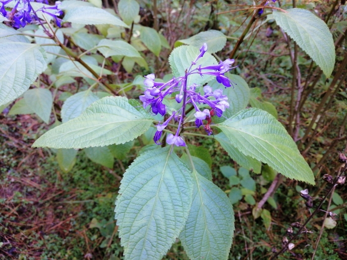 Plectranthus ecklonii image