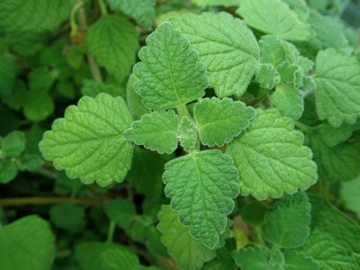 Plectranthus madagascariensis image