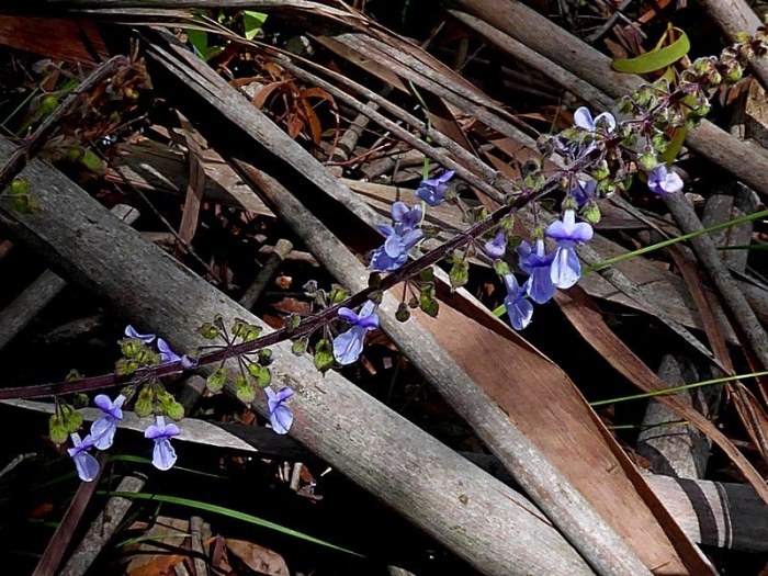 Plectranthus parviflorus image