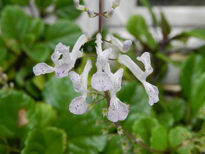 Plectranthus verticillatus image
