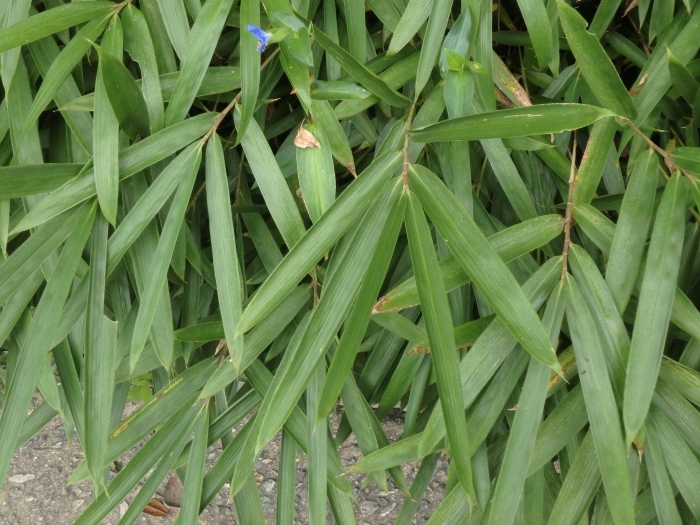 Pleioblastus argenteostriatus image