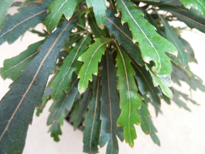 Plerandra elegantissima image