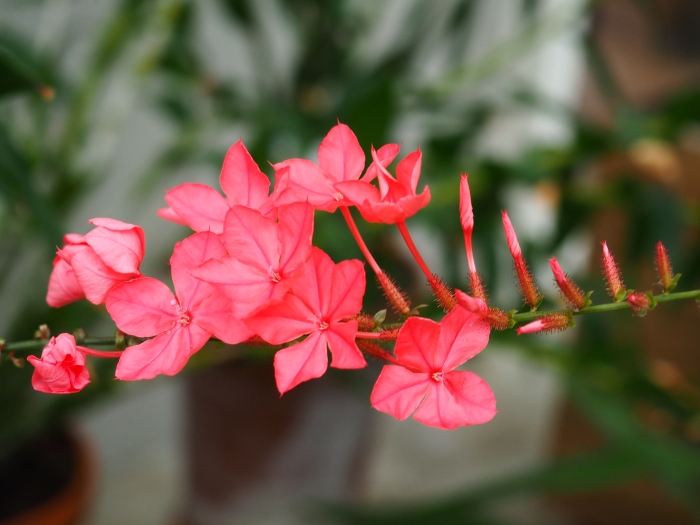 Plumbago indica image