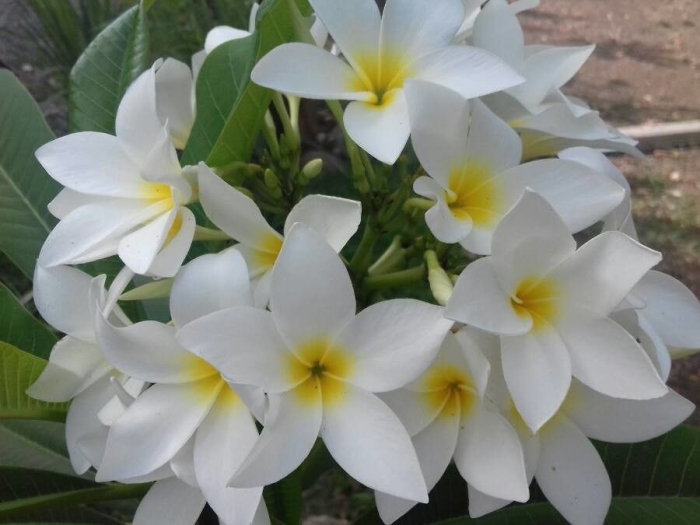 Plumeria alba image