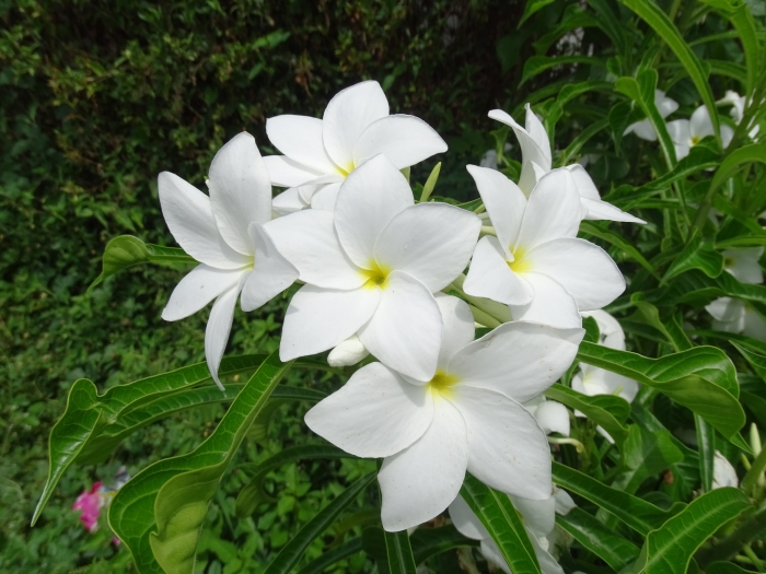 Plumeria pudica image