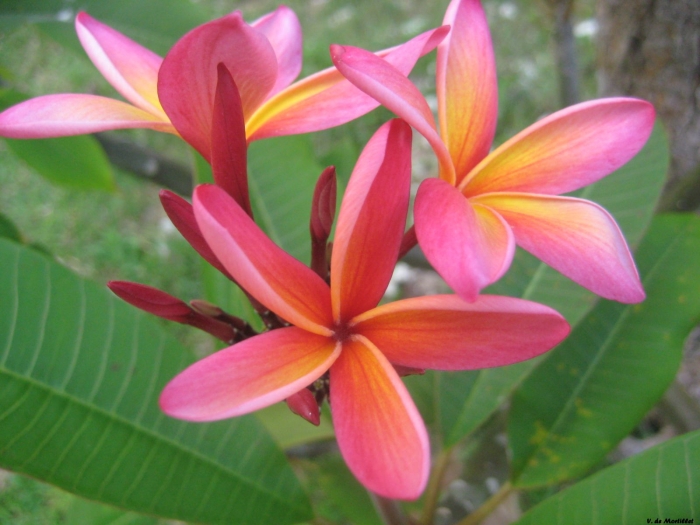 Plumeria rubra image