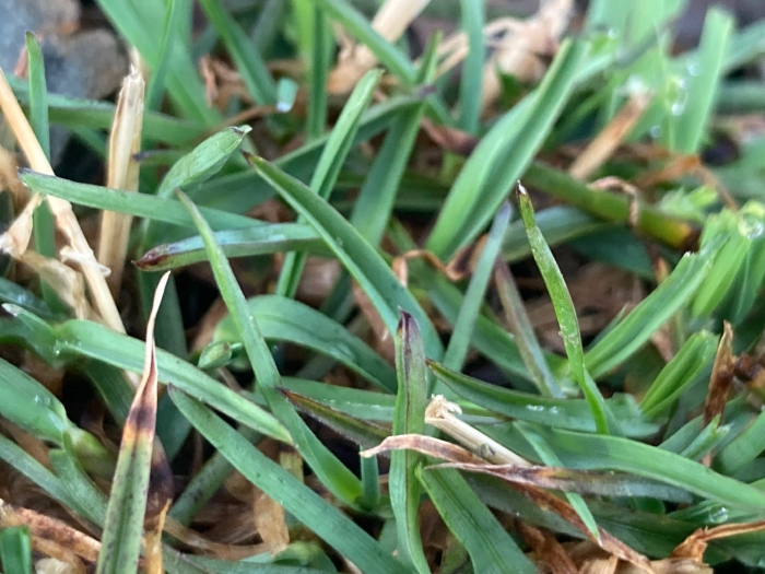 Poa alpina image