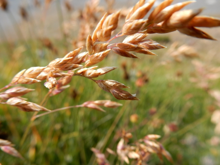 Poa arctica image