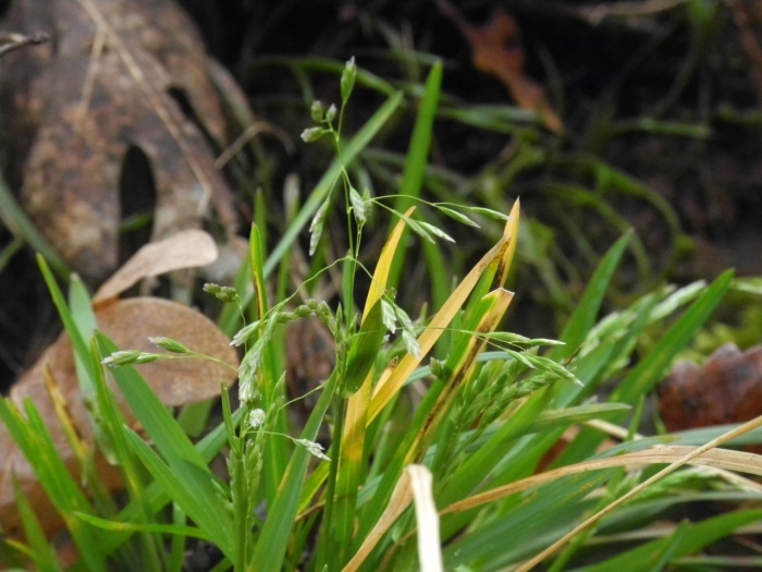 Poa autumnalis image
