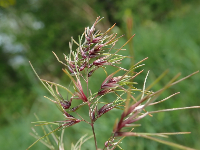 Poa bulbosa image
