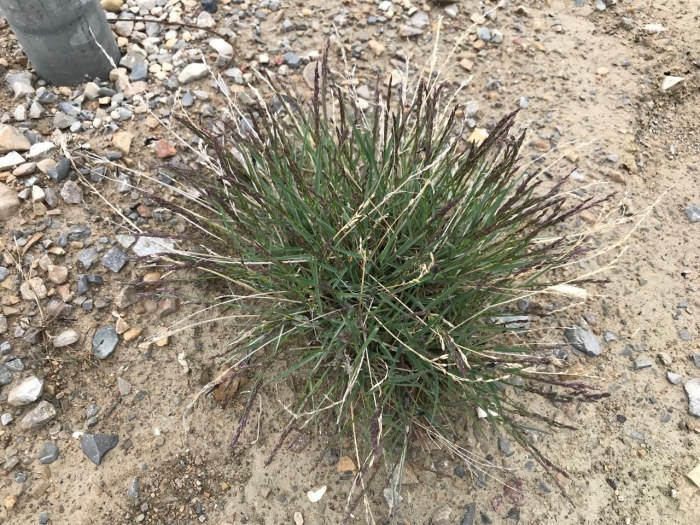 Poa glauca image