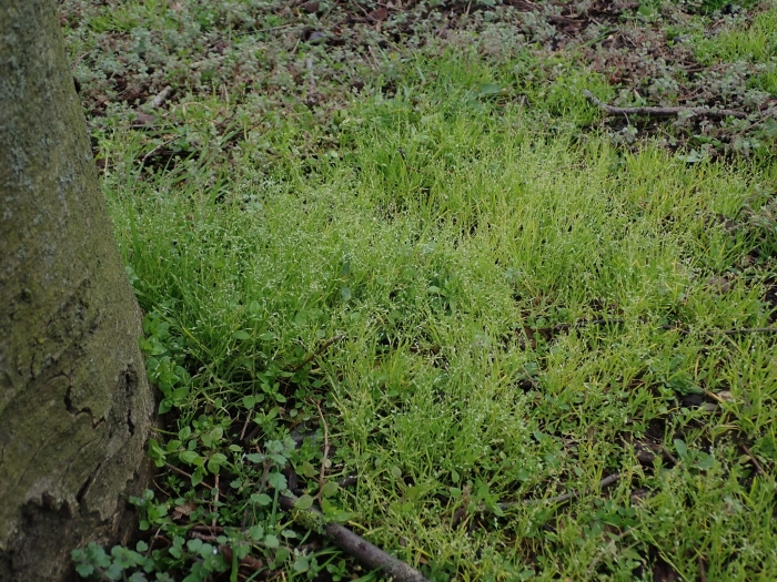 Poa infirma image