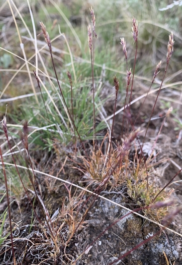Poa leibergii image