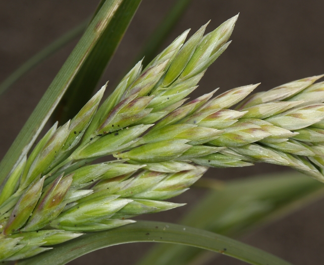 Poa macrantha image