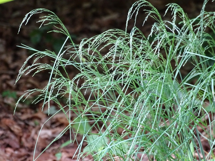 Poa nemoralis image