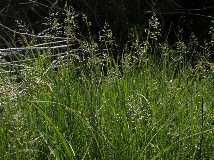 Poa pratensis image