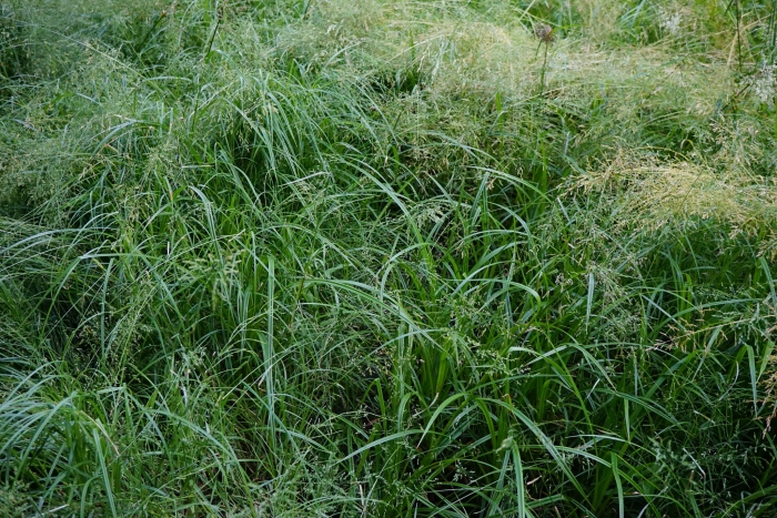 Poa trivialis image