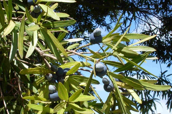 Podocarpus elatus image