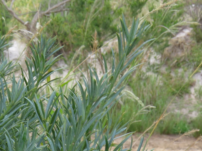 Podocarpus elongatus image