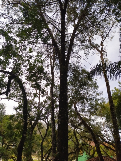 Podocarpus lambertii image