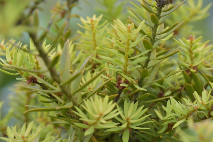 Podocarpus totara image