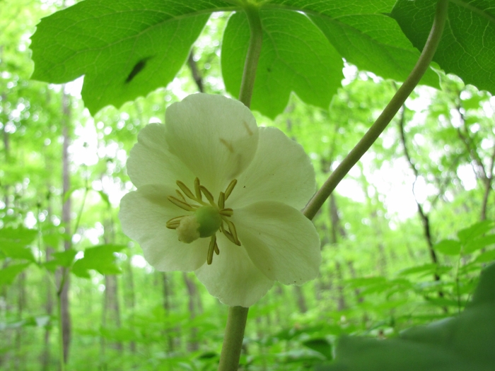 Podophyllum peltatum image