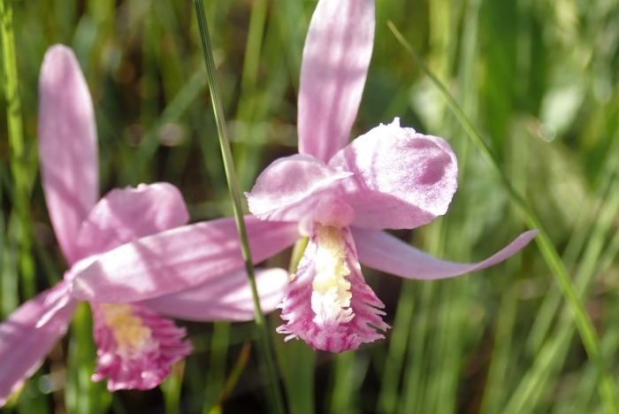 Pogonia ophioglossoides image