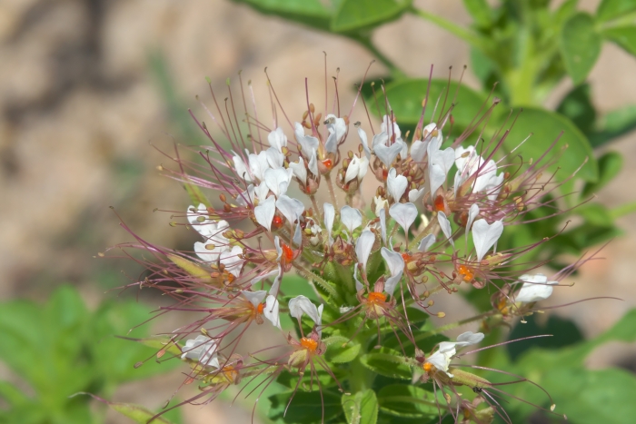 Polanisia dodecandra image