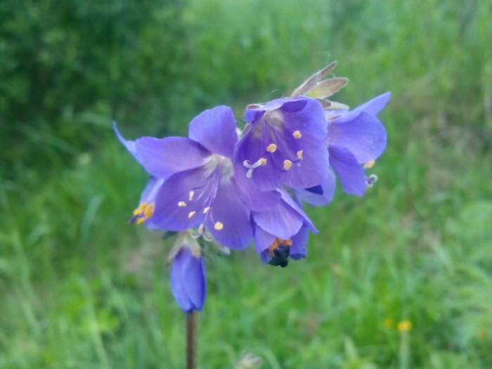 Polemonium caeruleum image
