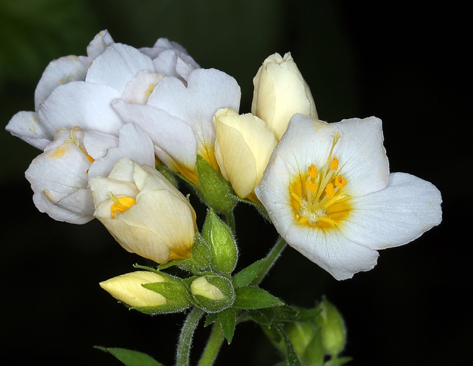 Polemonium carneum image