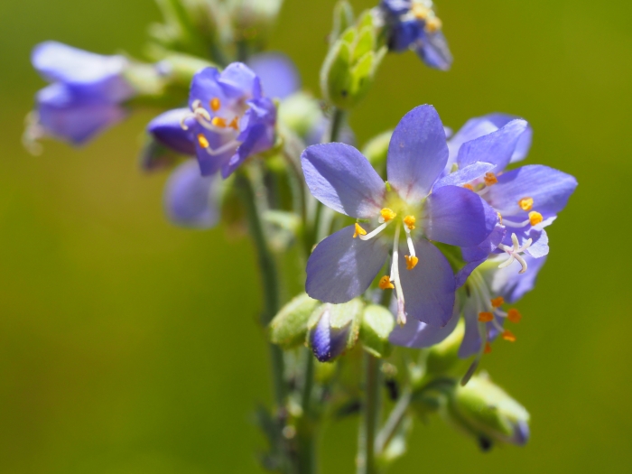 Polemonium occidentale image