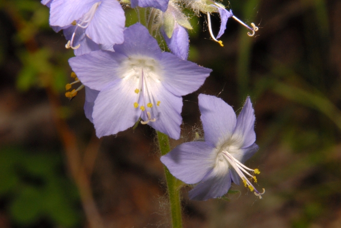 Polemonium villosum image