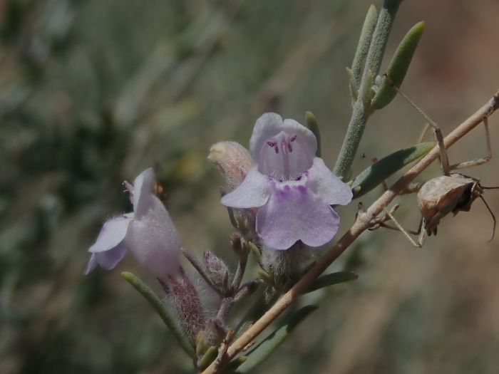 Poliomintha incana image