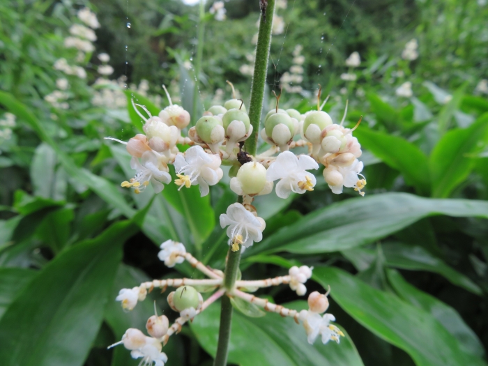 Pollia japonica image